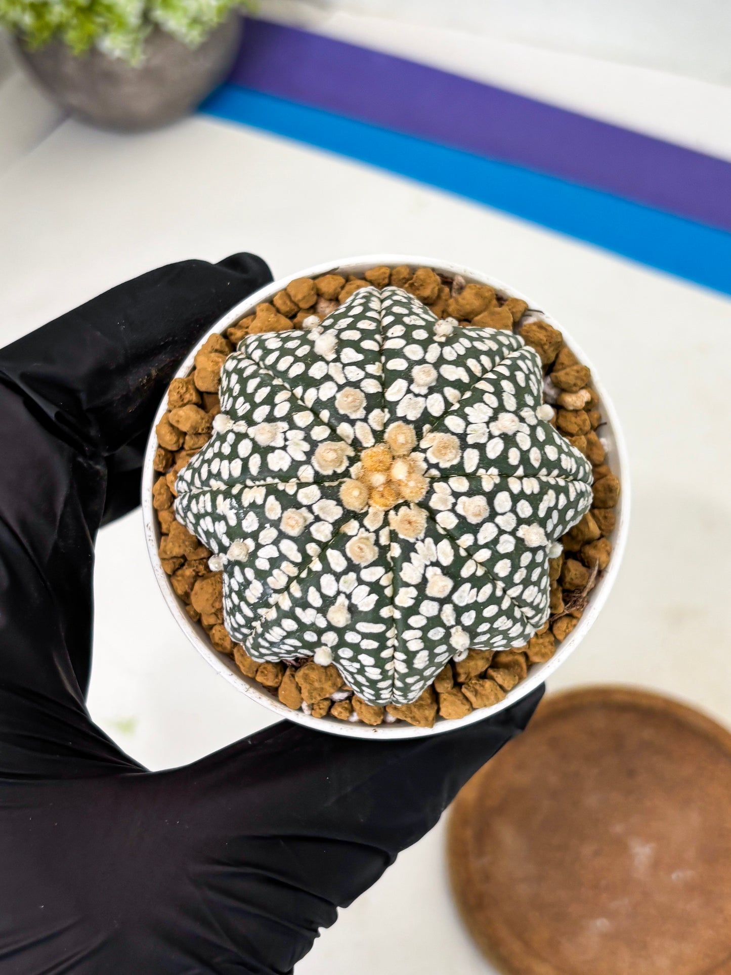 Astrophytum Star Shape (at2) (g1) | Japanese Import