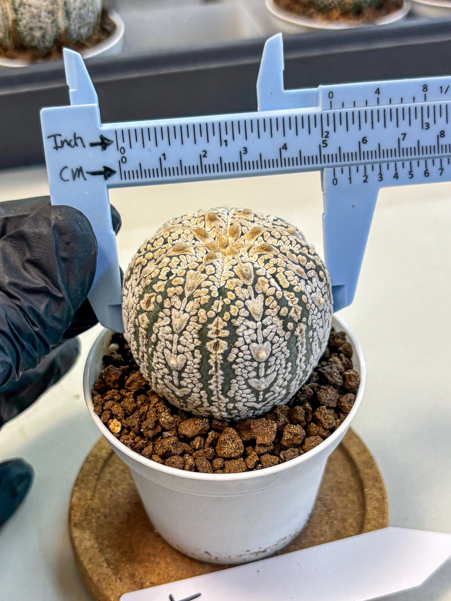 Astrophytum V Type (at5) (14) |  Sea urchin cactus