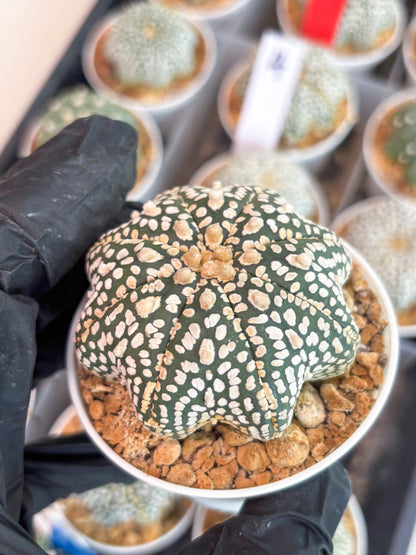 Astrophytum Star Shape (t3) (r3) | 3" Pot