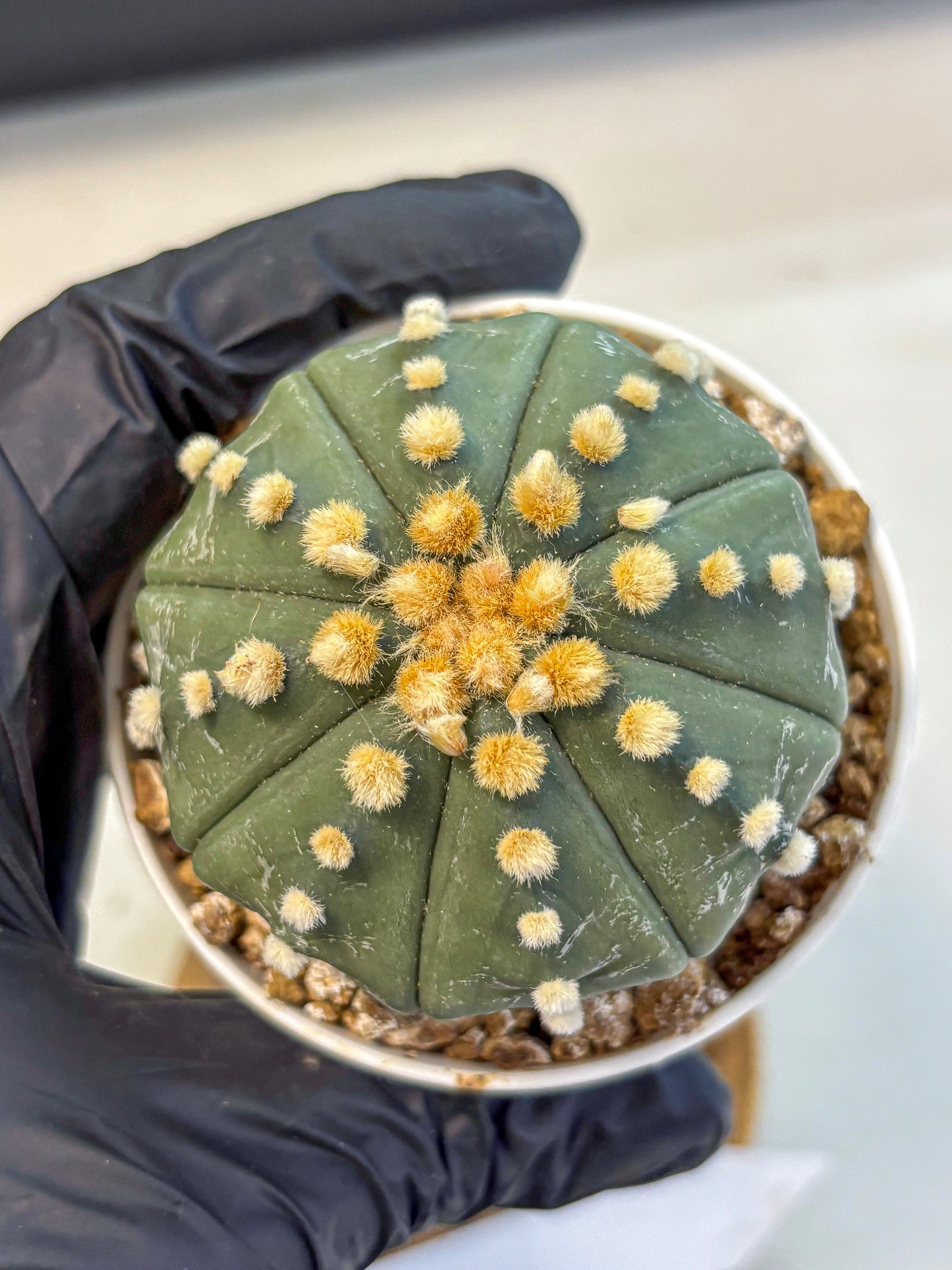Astrophytum Oobito Nudum (at9) (14) | Cactus Plant