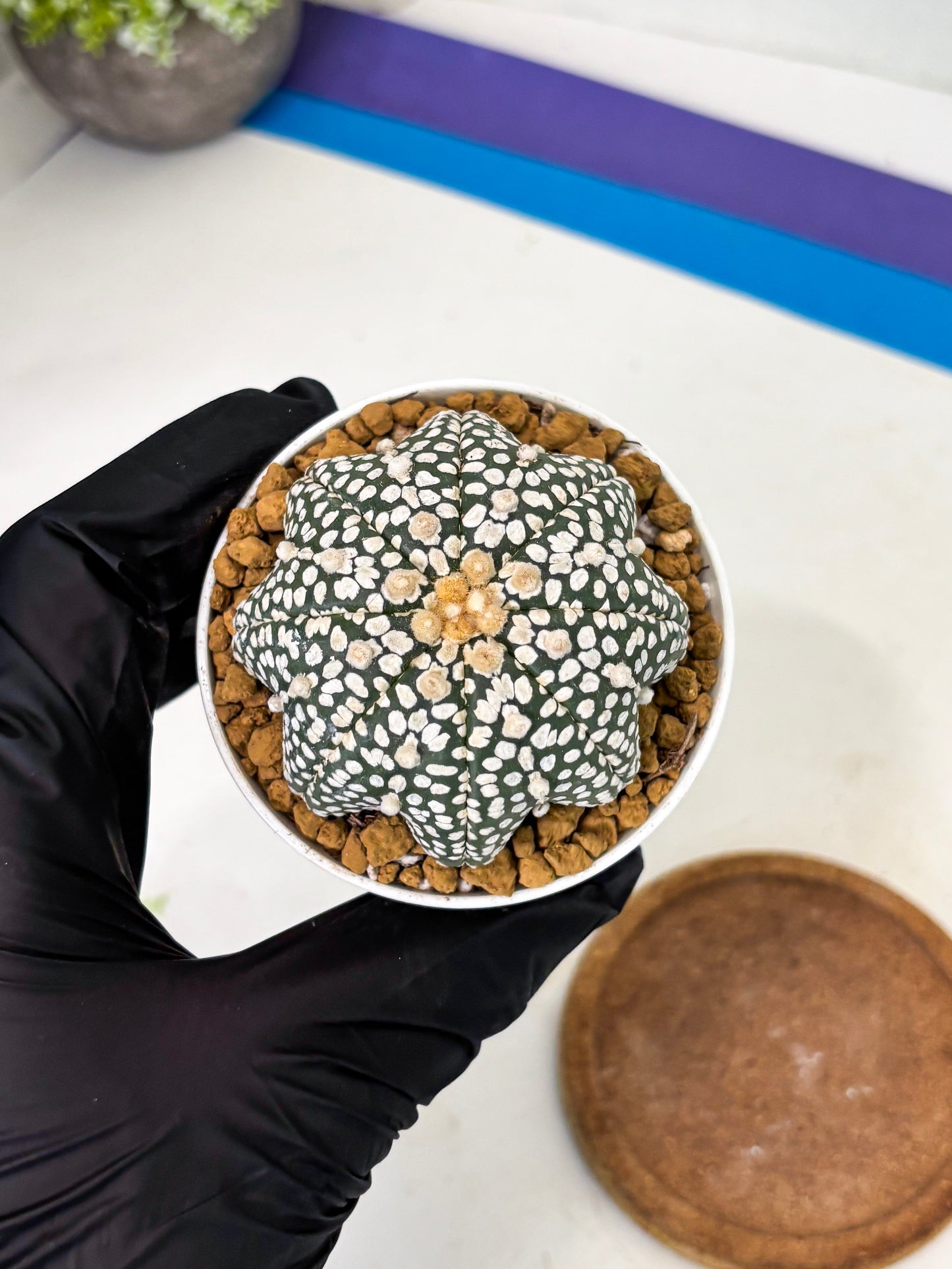 Astrophytum Star Shape (at2) (g1) | Japanese Import