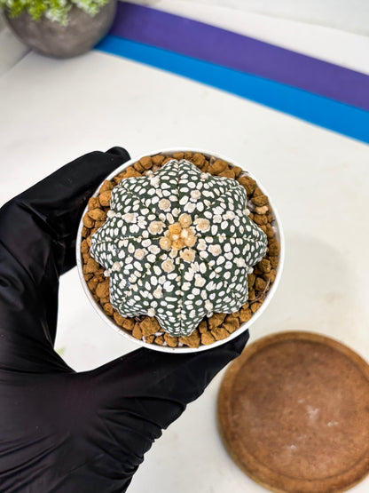 Astrophytum Star Shape (at2) (g1) | Japanese Import