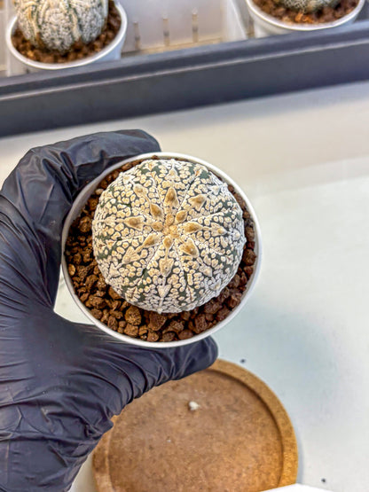 Astrophytum V Type (at5) (14) |  Sea urchin cactus