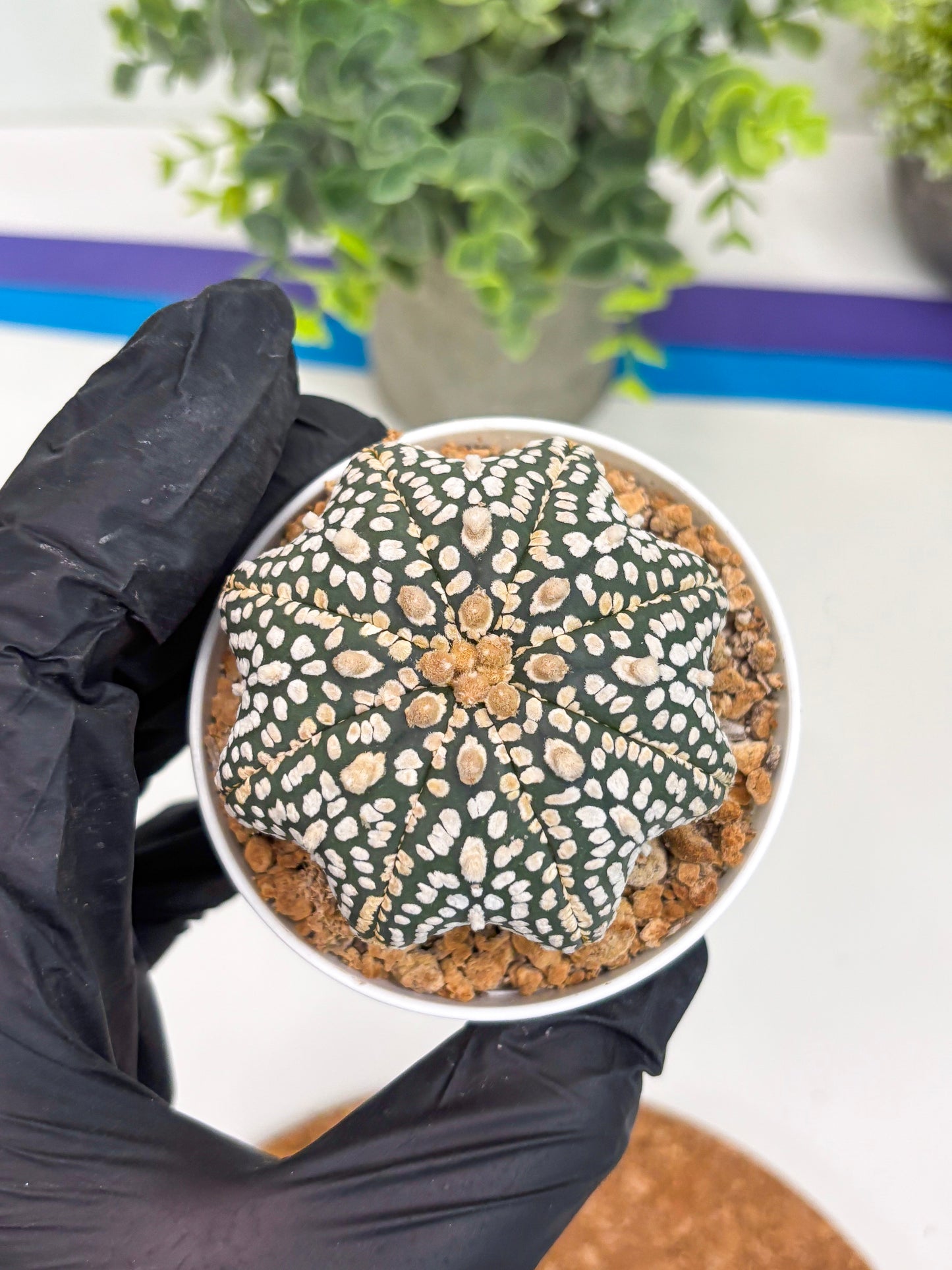 Astrophytum Star Shape (t3) (r3) | 3" Pot