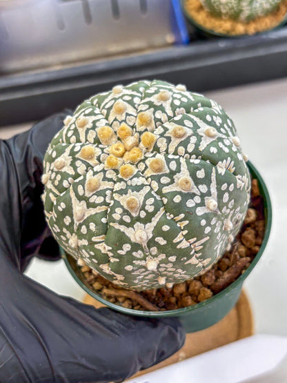 Astrophytum V Type (at2) (14) | Live Plant | Rare Collection