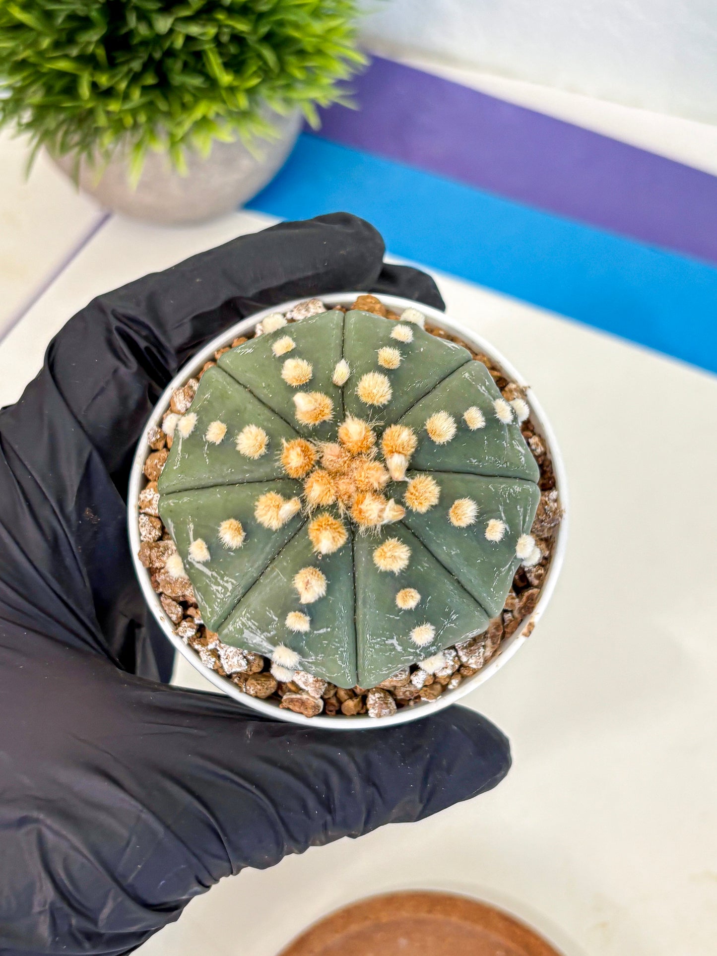 Astrophytum Oobito Nudum (at9) (14) | Cactus Plant