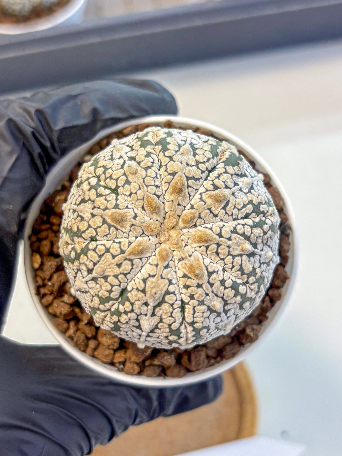 Astrophytum V Type (at5) (14) |  Sea urchin cactus