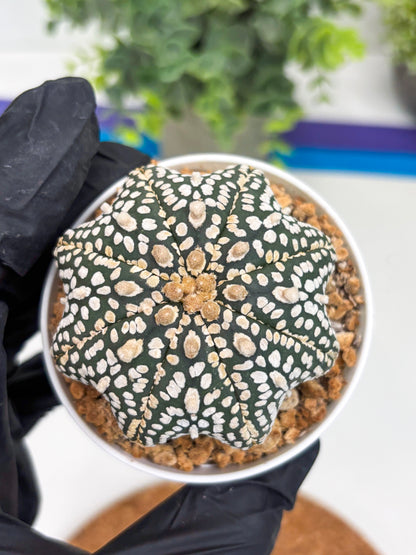 Astrophytum Star Shape (t3) (r3) | 3" Pot