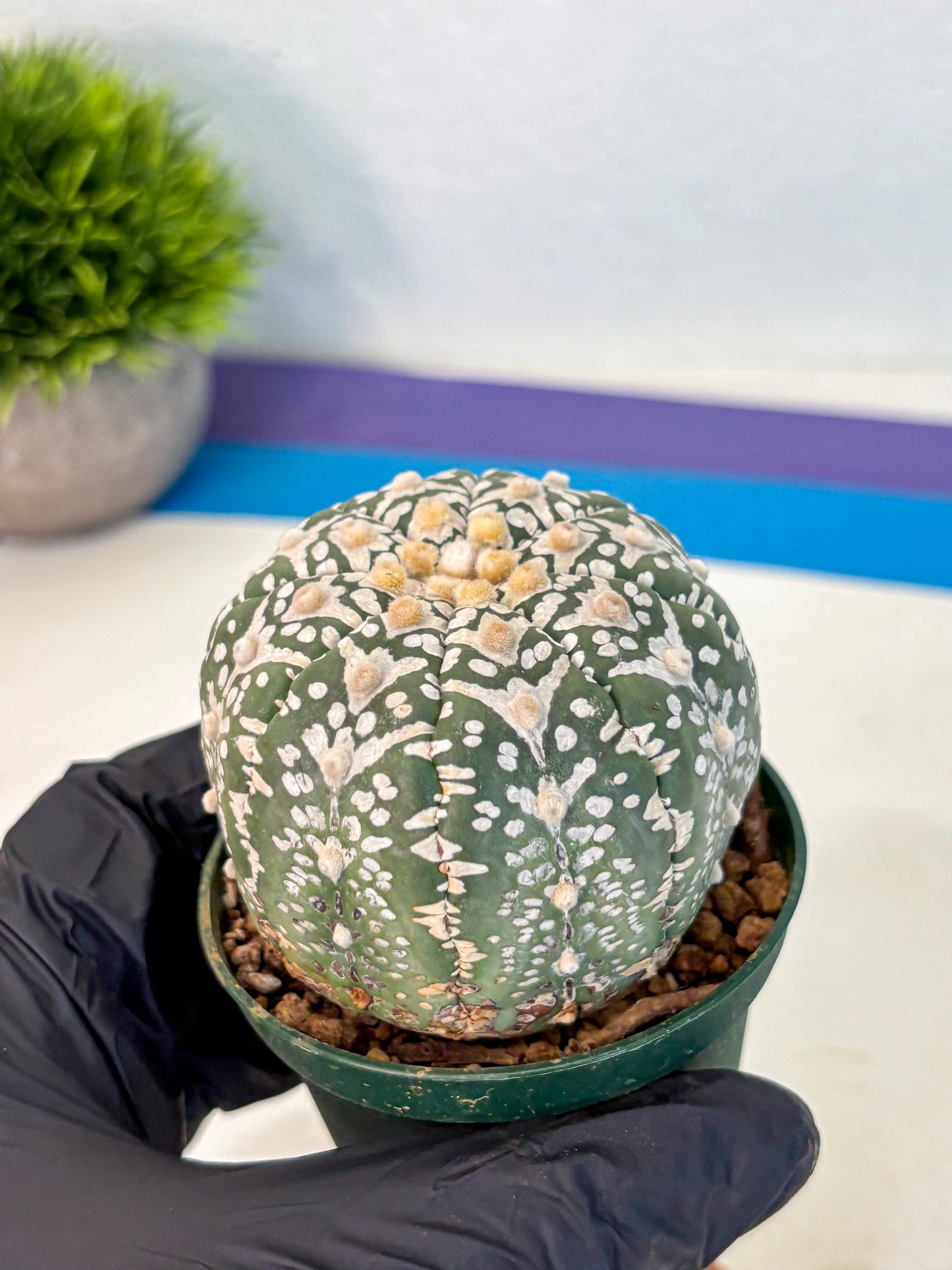 Astrophytum V Type (at2) (14) | Live Plant | Rare Collection