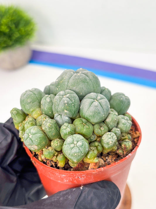 Spineless Cactus (Lo2) (y1) | For Advanced Growers