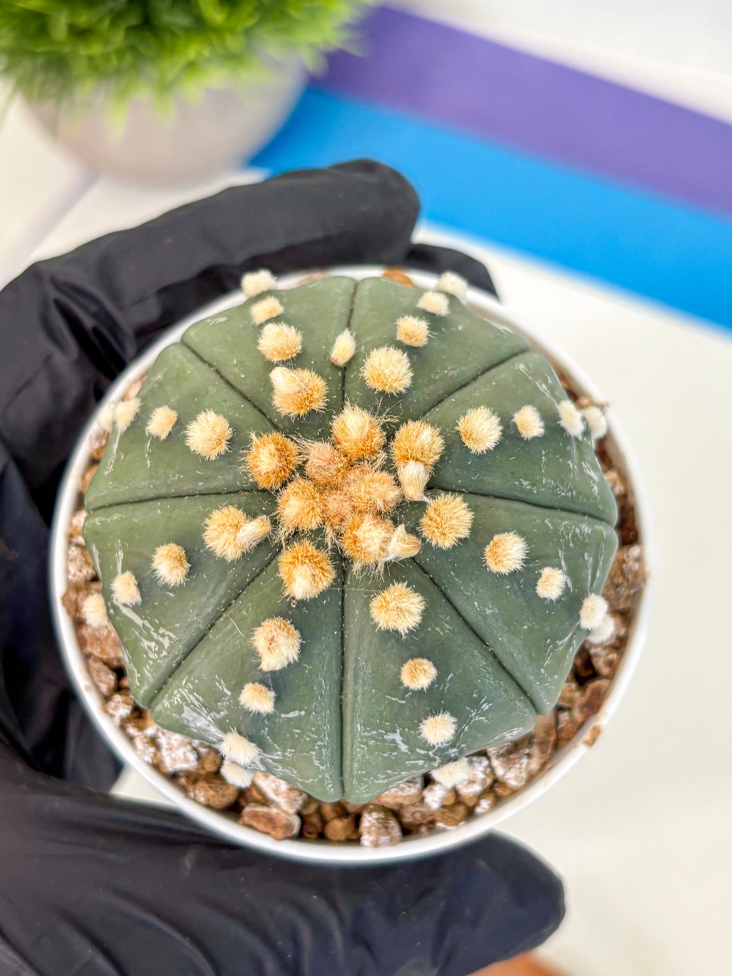 Astrophytum Oobito Nudum (at9) (14) | Cactus Plant