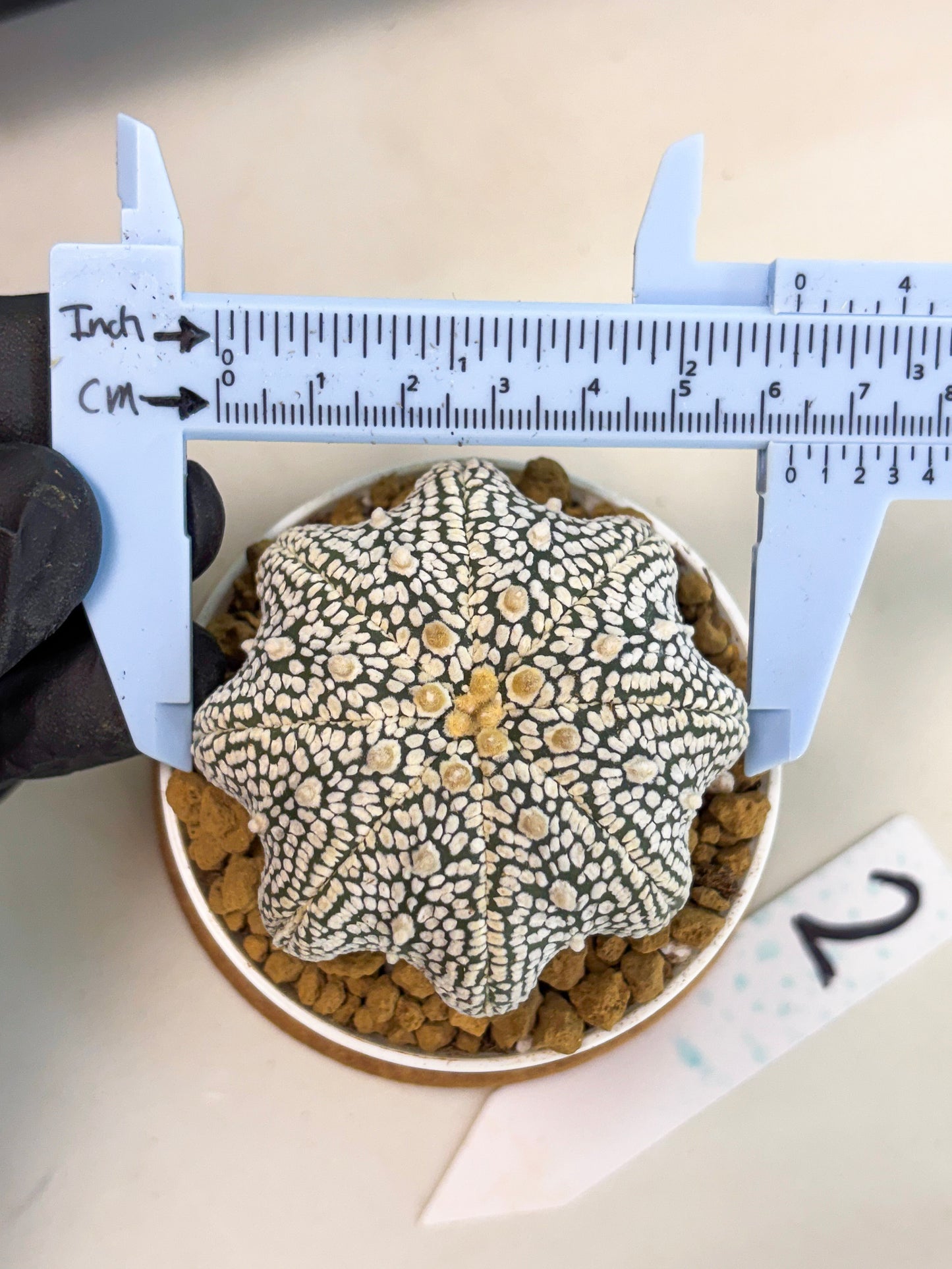 Astrophytum Star Shape (at2) (g2) | Japanese Import