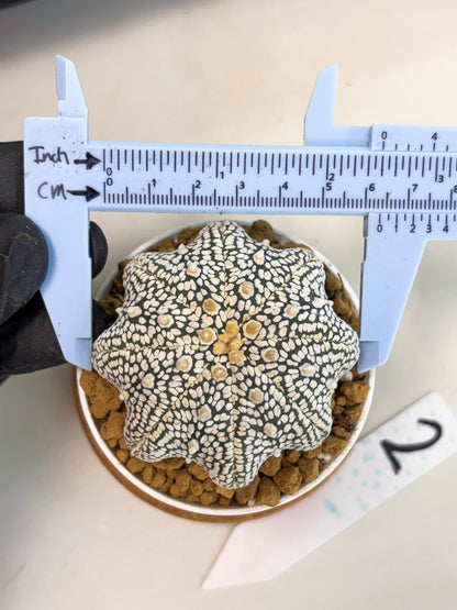 Astrophytum Star Shape (at2) (g2) | Japanese Import