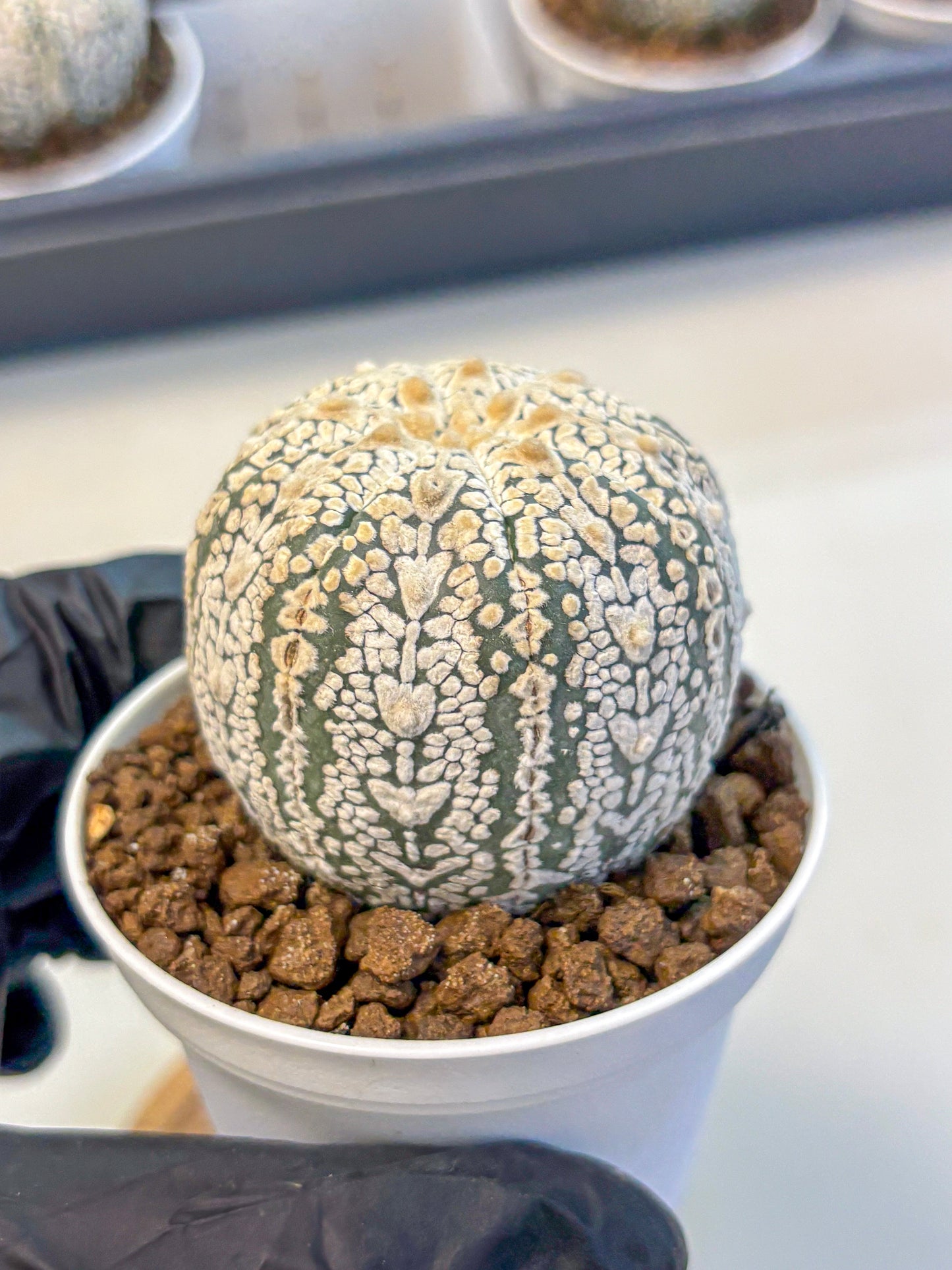 Astrophytum V Type (at5) (14) |  Sea urchin cactus