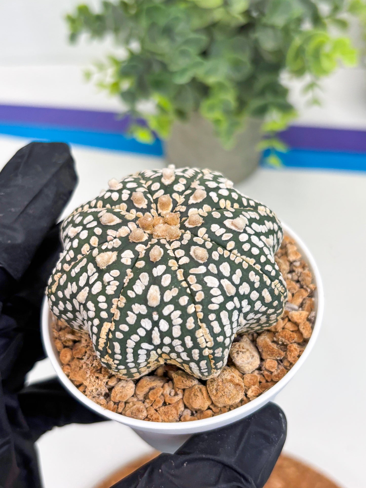 Astrophytum Star Shape (t3) (r3) | 3" Pot