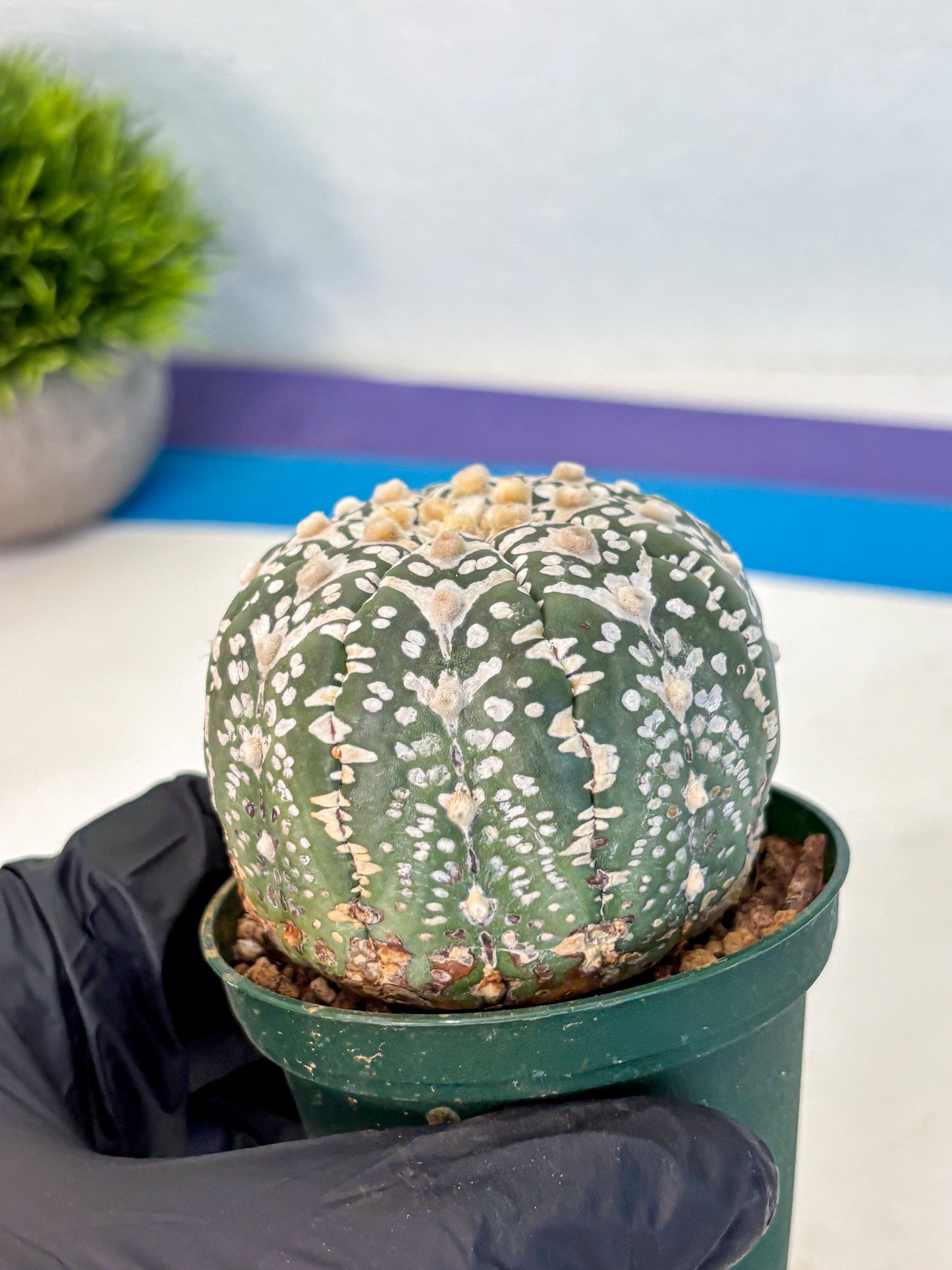 Astrophytum V Type (at2) (14) | Live Plant | Rare Collection