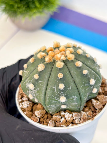 Astrophytum Oobito Nudum (at9) (14) | Cactus Plant
