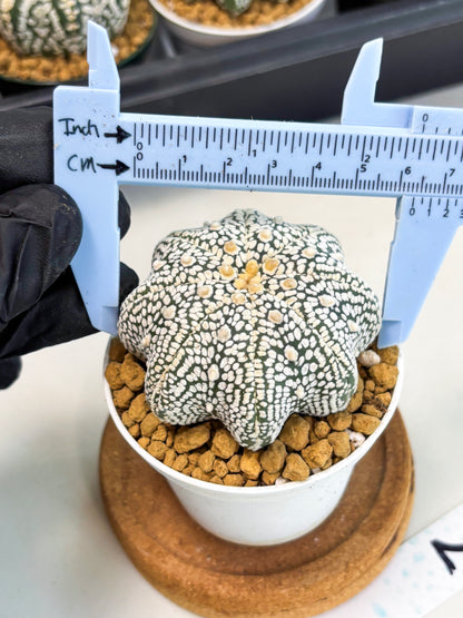Astrophytum Star Shape (at2) (g2) | Japanese Import