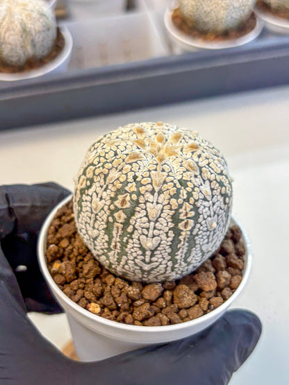 Astrophytum V Type (at5) (14) |  Sea urchin cactus