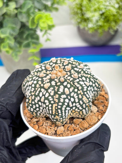 Astrophytum Star Shape (t3) (r3) | 3" Pot