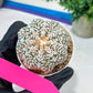 Astrophytum V-Type (#T3B) | Imported From Japan/korea | 3" Pot