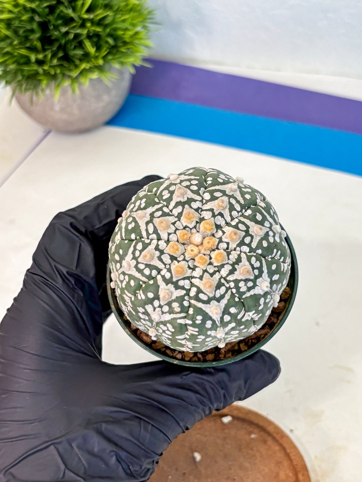 Astrophytum V Type (at2) (14) | Live Plant | Rare Collection