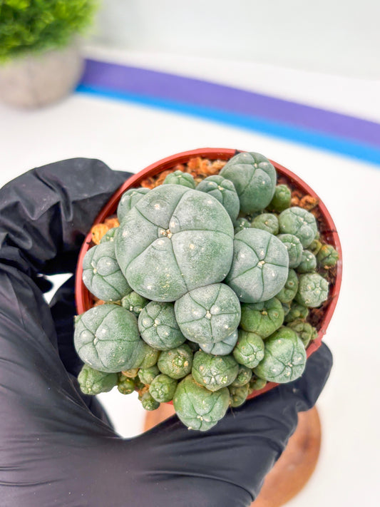 Spineless Cactus (Lo2) (y1) | For Advanced Growers