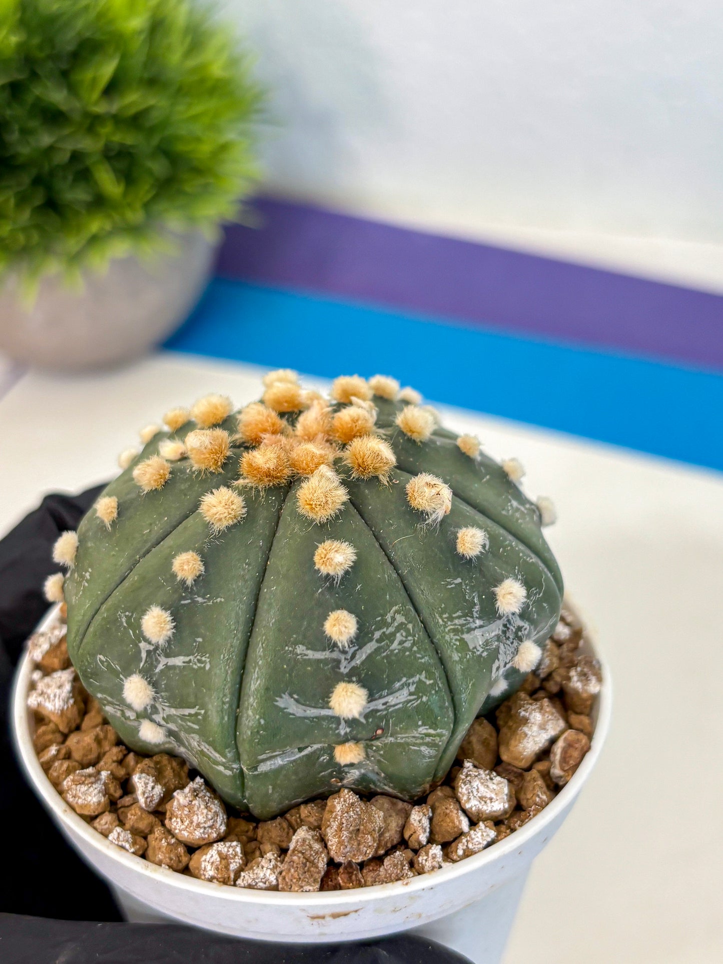 Astrophytum Oobito Nudum (at9) (14) | Cactus Plant