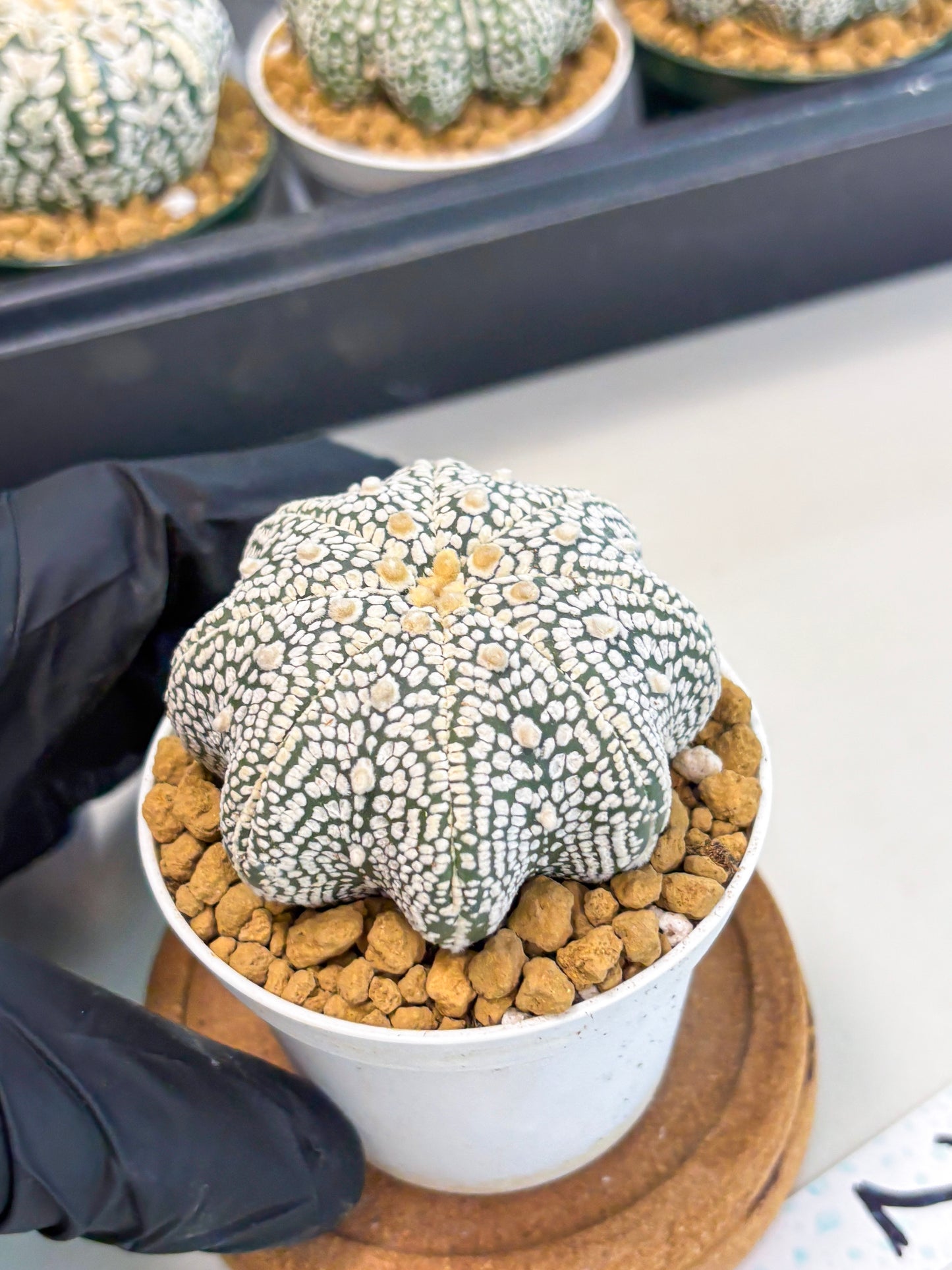 Astrophytum Star Shape (at2) (g2) | Japanese Import
