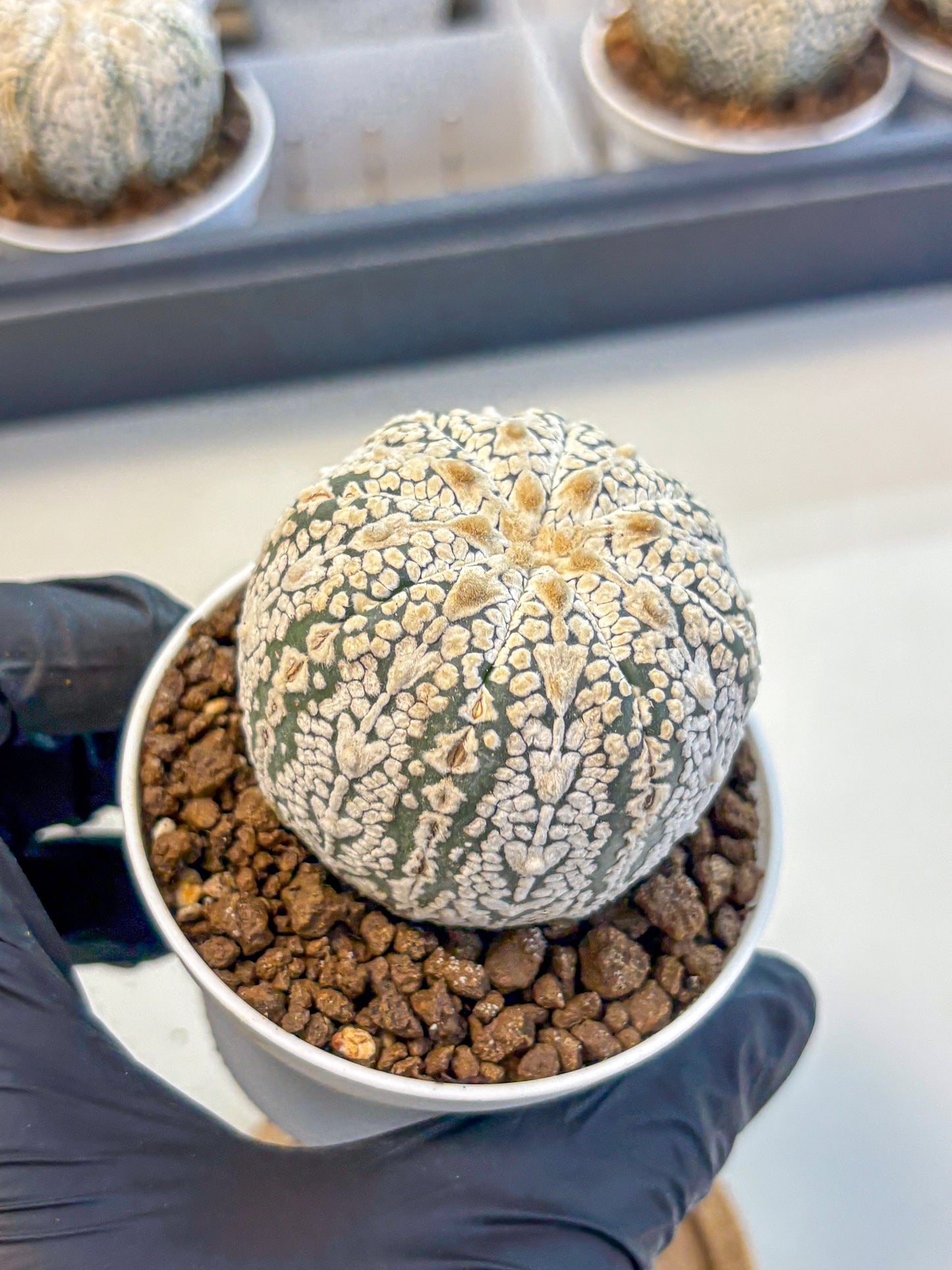 Astrophytum V Type (at5) (14) |  Sea urchin cactus