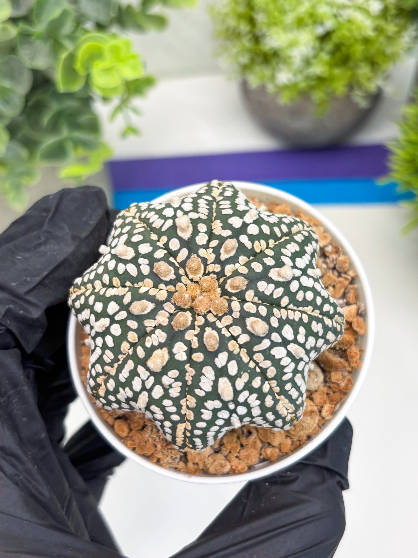Astrophytum Star Shape (t3) (r3) | 3" Pot