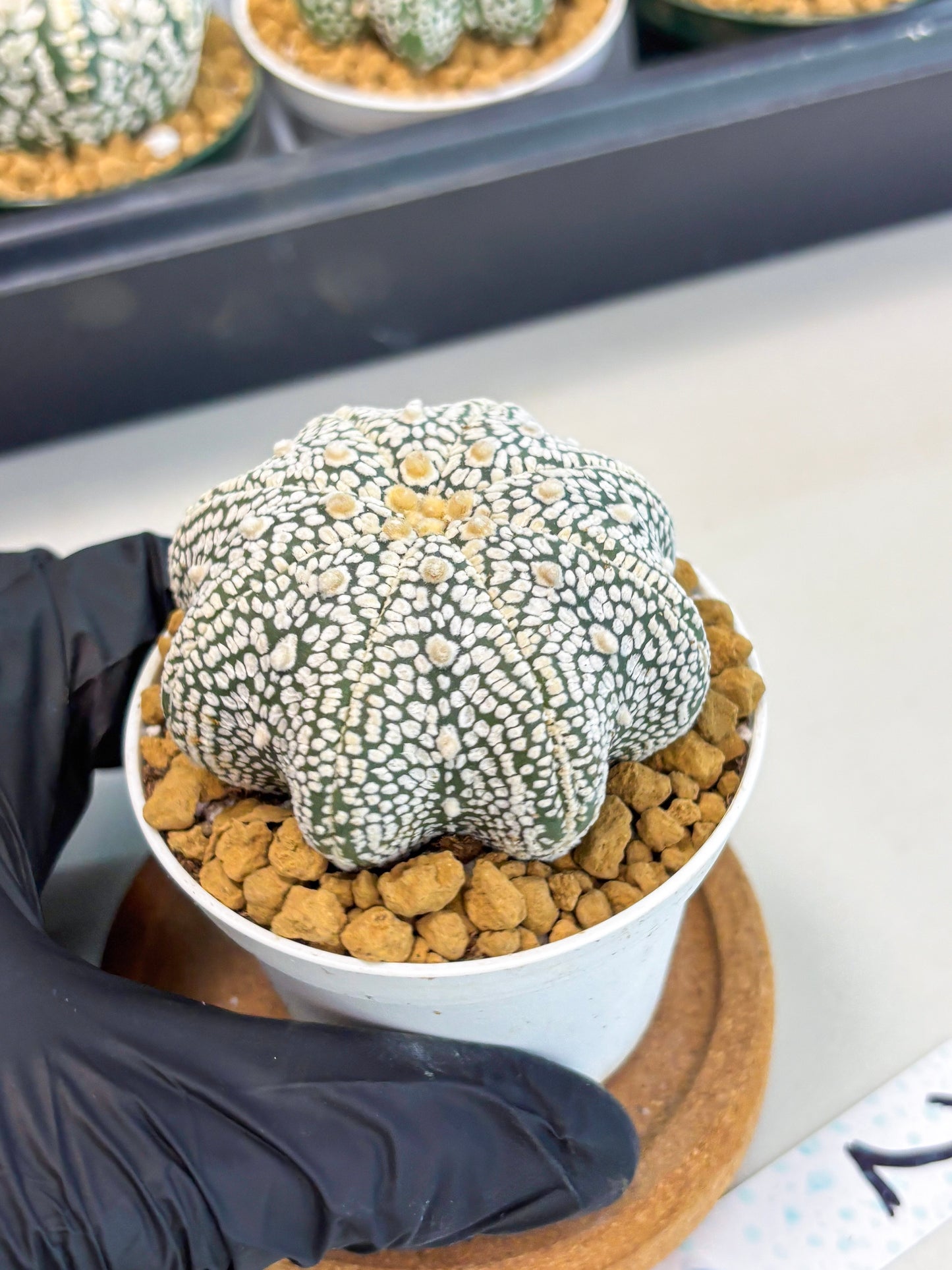 Astrophytum Star Shape (at2) (g2) | Japanese Import