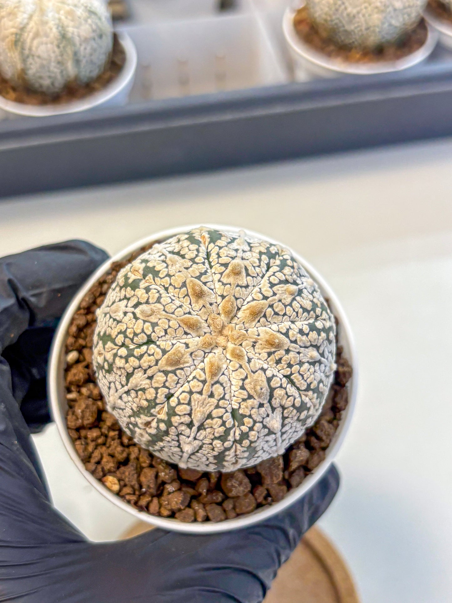 Astrophytum V Type (at5) (14) |  Sea urchin cactus