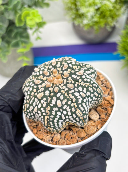 Astrophytum Star Shape (t3) (r3) | 3" Pot