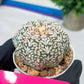 Astrophytum V-Type (#T3B) | Imported From Japan/korea | 3" Pot