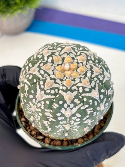 Astrophytum V Type (at2) (14) | Live Plant | Rare Collection