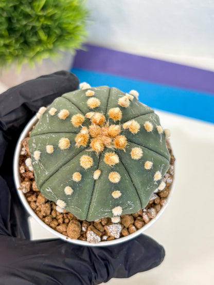 Astrophytum Oobito Nudum (at9) (14) | Cactus Plant