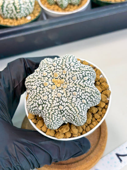 Astrophytum Star Shape (at2) (g2) | Japanese Import