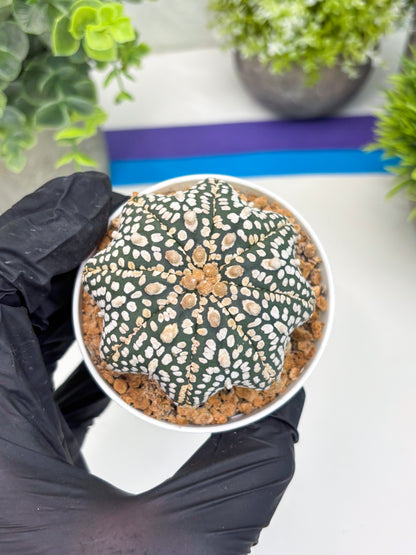 Astrophytum Star Shape (t3) (r3) | 3" Pot