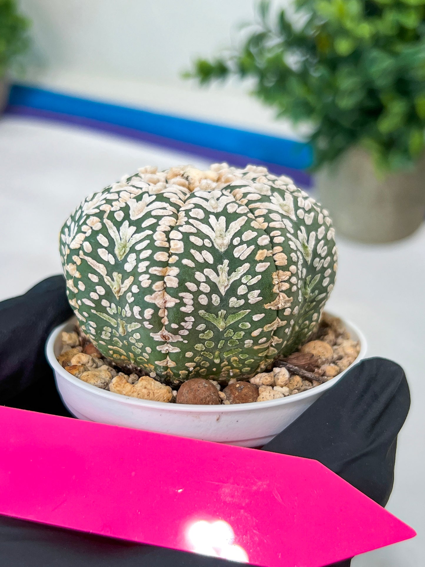 Astrophytum V-Type (#T3B) | Imported From Japan/korea | 3" Pot