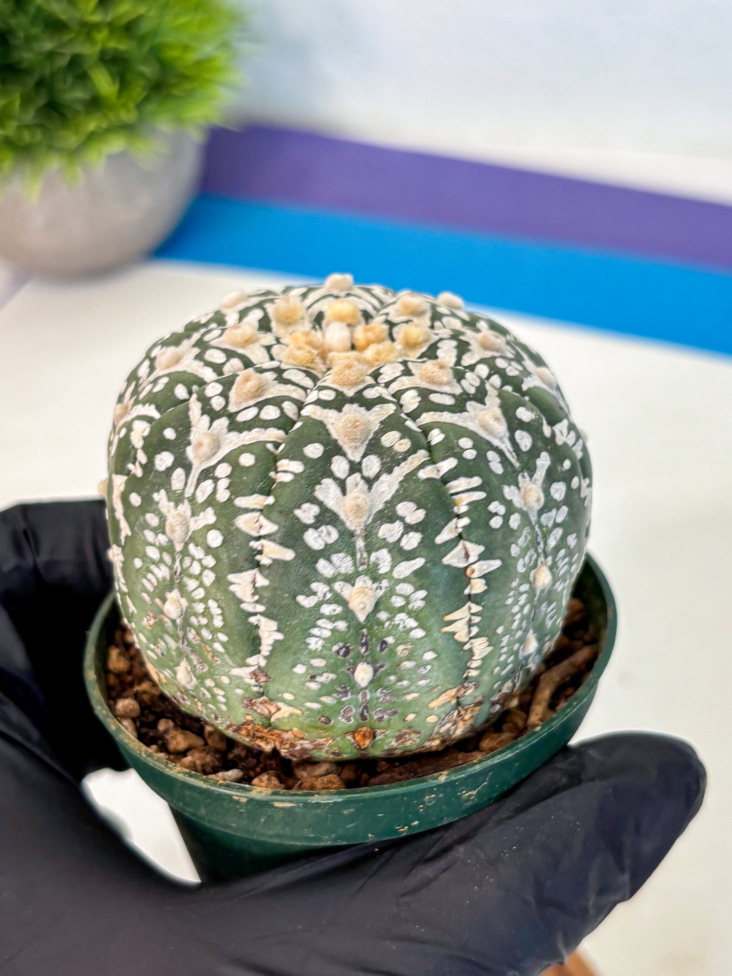 Astrophytum V Type (at2) (14) | Live Plant | Rare Collection