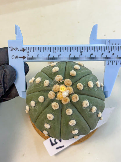 Astrophytum Oobito Nudum (at9) (15) | Cactus Plant
