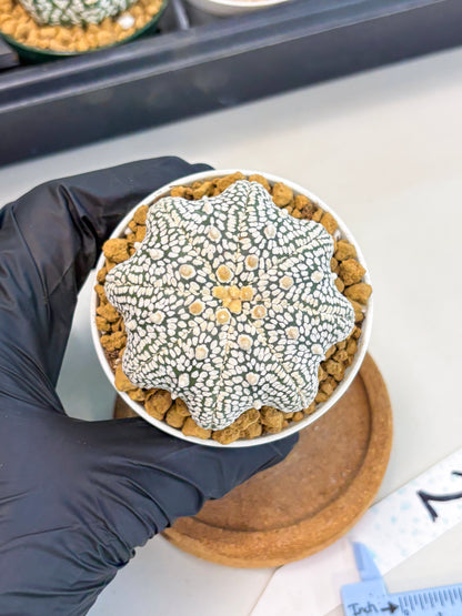 Astrophytum Star Shape (at2) (g2) | Japanese Import