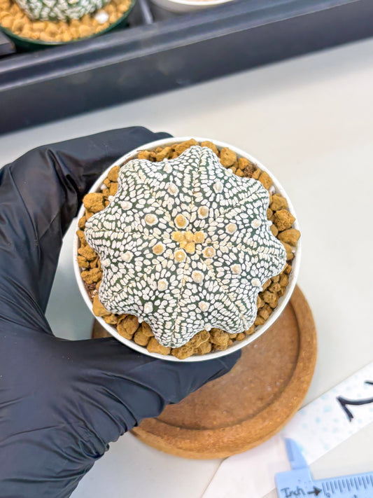 Astrophytum Star Shape (at2) (g2) | Japanese Import
