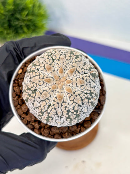 Astrophytum V Type (at5) (14) |  Sea urchin cactus