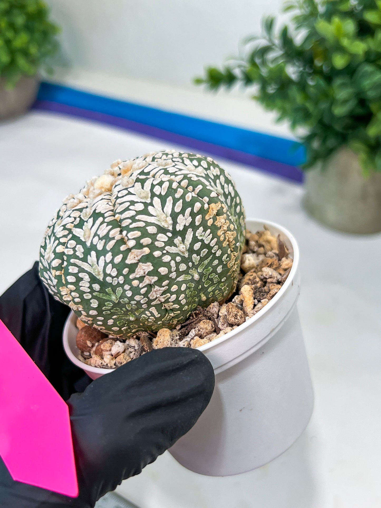 Astrophytum V-Type (#T3B) | Imported From Japan/korea | 3" Pot