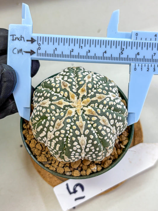 Astrophytum V Type (at2) (15) | Live Plant | Rare Collection