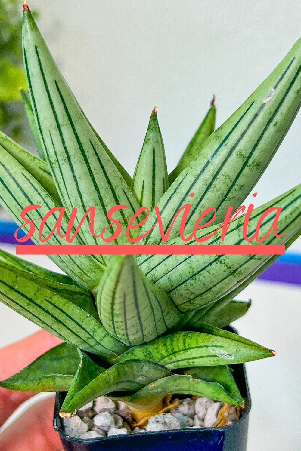 Sansevieria Ming Manee (#AC56) | Imported Snake Plant – Lvjungle
