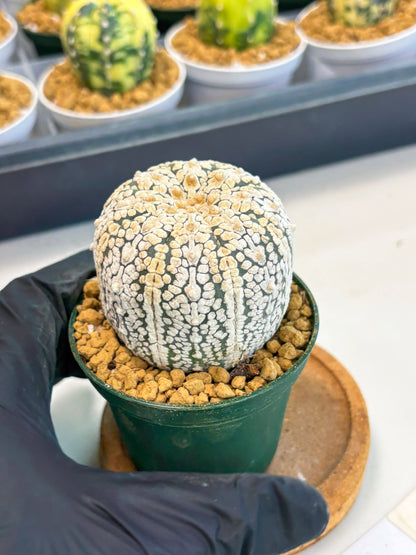 Astrophytum V-Type (at1) (p4) | Imported Cactus