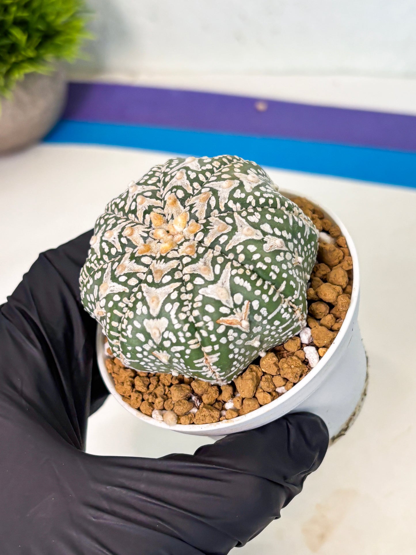 Astrophytum V-Type (at5) (p1) | Rare imported Plant